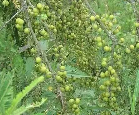 海南小巷，探寻味蕾秘境的漫步之旅